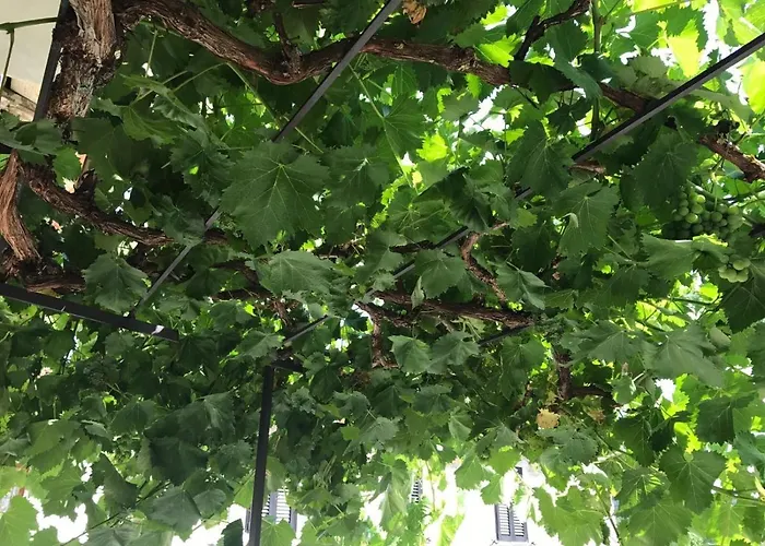 Il Sogno Nel Vento Tufo Basso